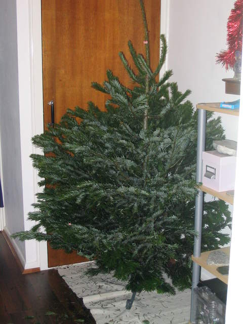 ... often overweight Christmas trees, as the tale goes.