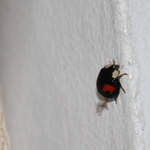 Ladybird