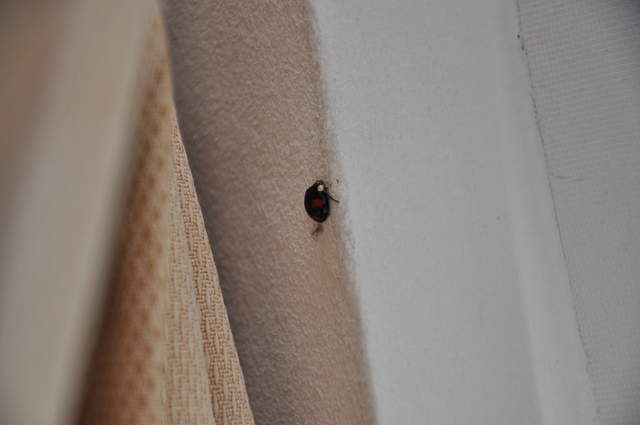 Ladybird