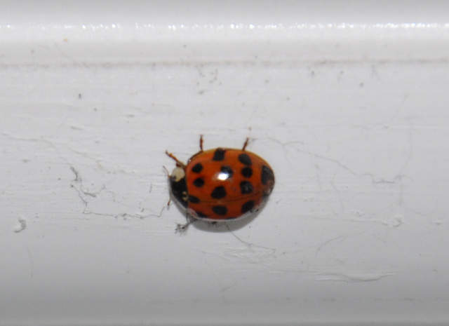 Ladybird