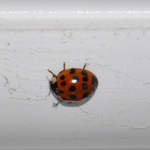 Ladybird