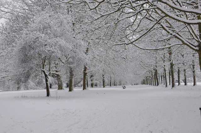 Cassiobury Park in the snow