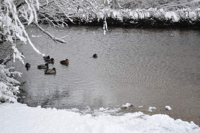 Ducks in Cassiobury Park