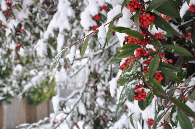 Snow berries