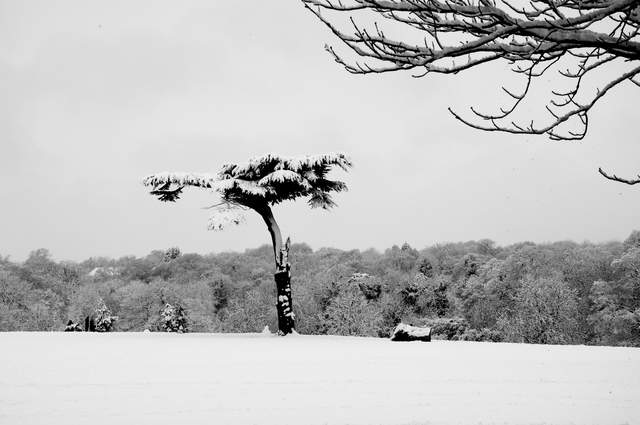 The Best Tree in Cassiobury Park, possibly the world