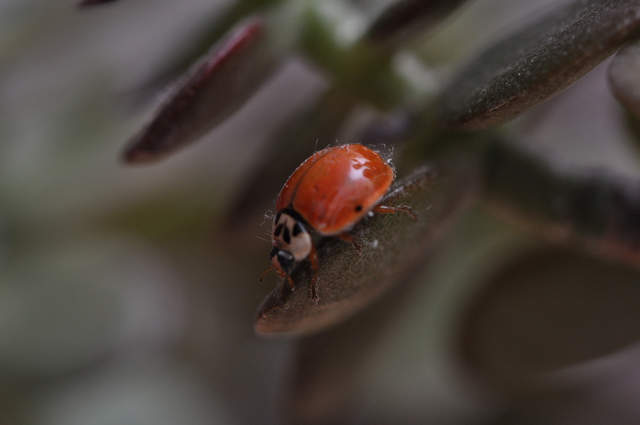Ladybird