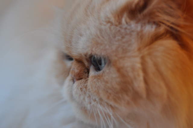 Gizmo
