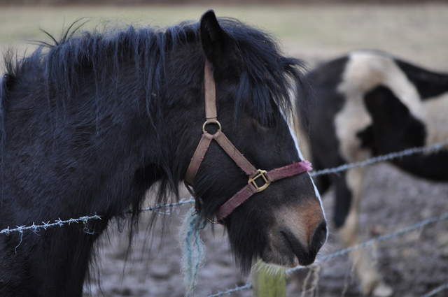 Horse