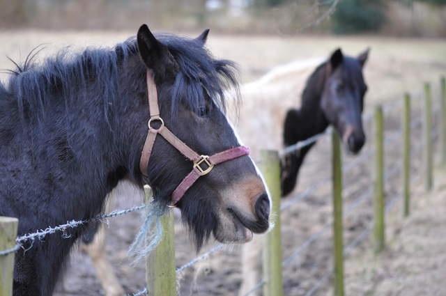 Horse