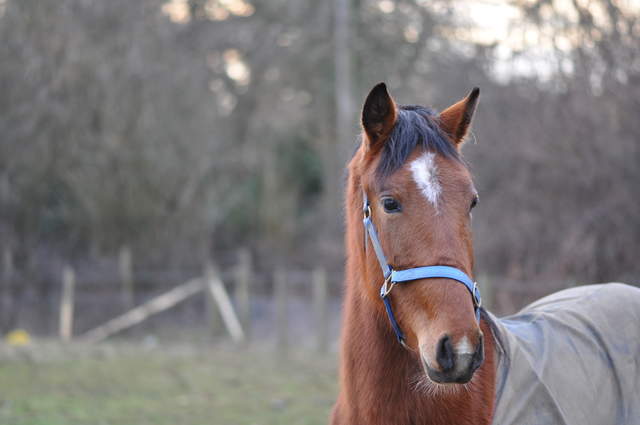 Horse