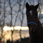 Horse at sunset