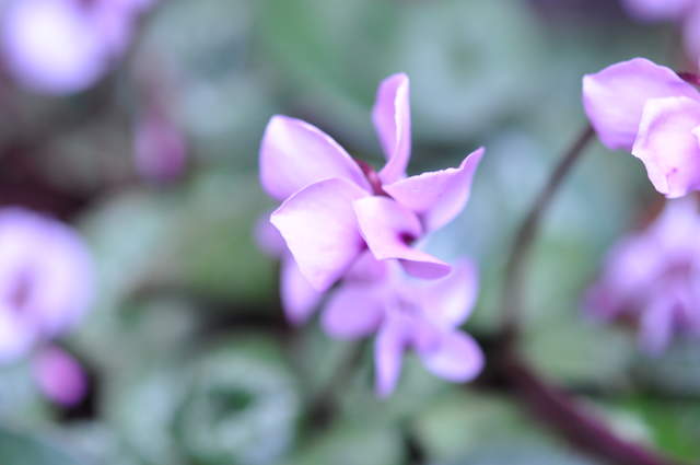 DSC_0276.JPG