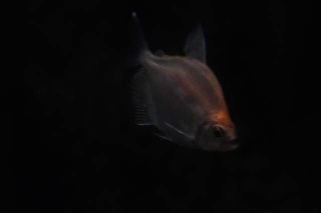 DSC_0293.JPG