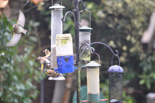 DSC_0426.JPG