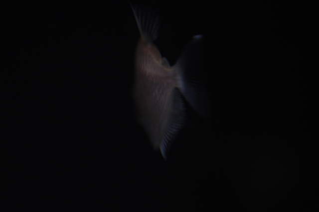 Into the Darkness