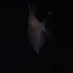 Into the Darkness