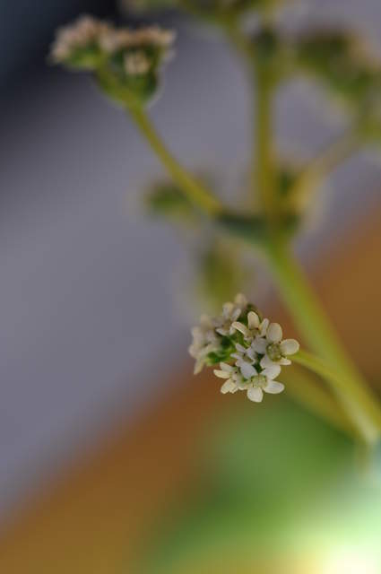 Flowering Crassula Montana Quadrangularis