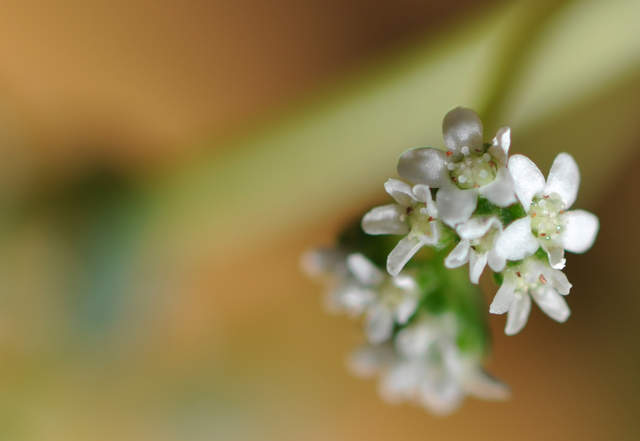 Flowering Crassula Montana Quadrangularis