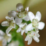 Flowering Crassula Montana Quadrangularis