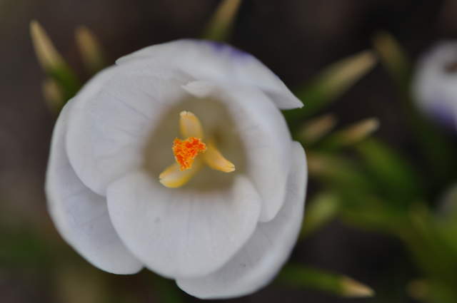 DSC_0179.JPG