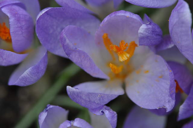 DSC_0183.JPG