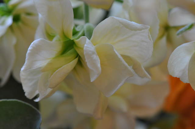 DSC_0188.JPG