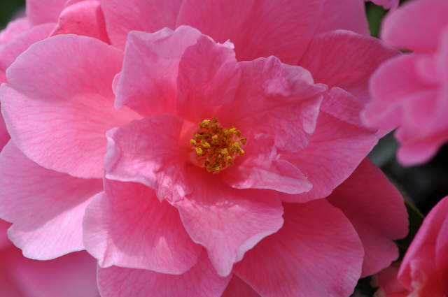 DSC_0147.JPG