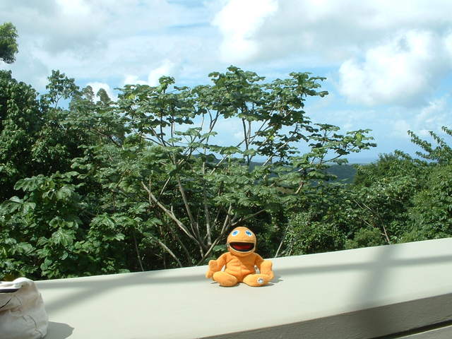 It's a splendid view from the El Portal Tropical Forest Center