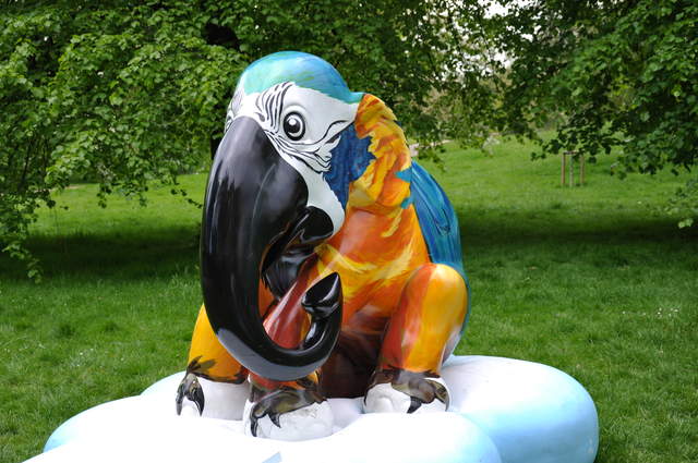 Blue Macaw