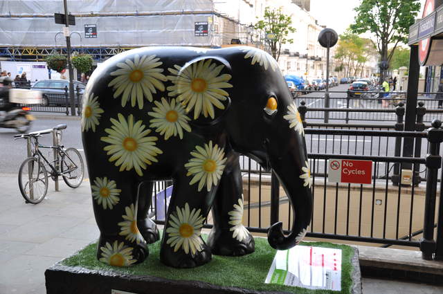 Daisies