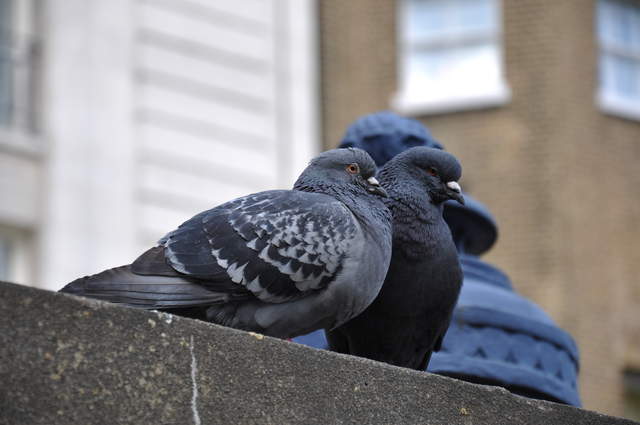 Pigeons