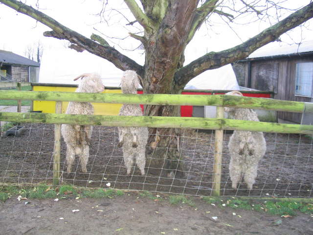goats 001.jpg
