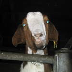 Bucks Goat Centre