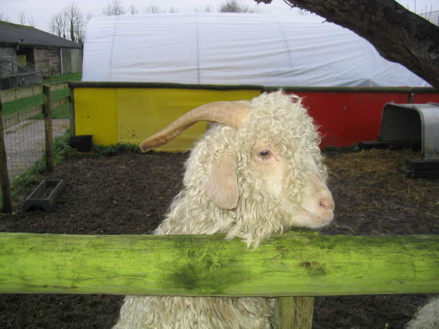 goats 002.jpg