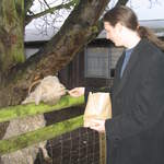 goats 003.jpg