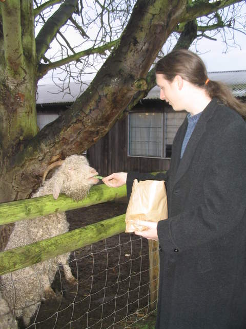 goats 003.jpg
