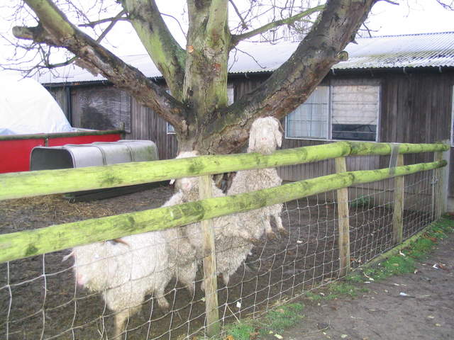 goats 004.jpg