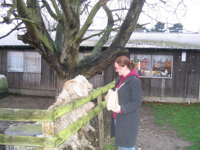 goats 005.jpg