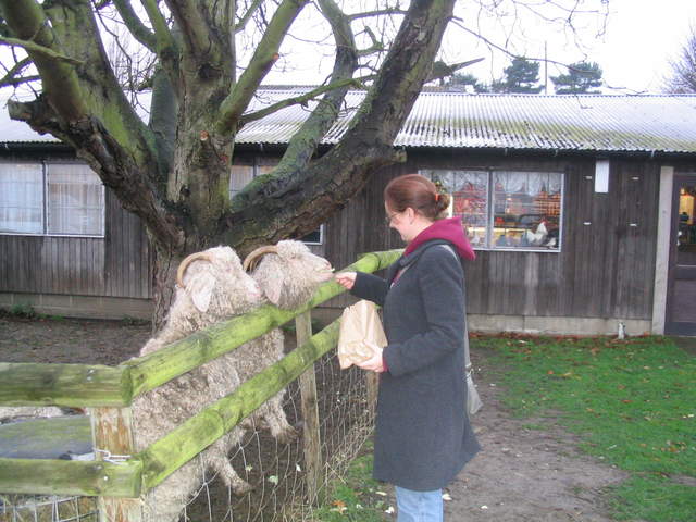 goats 006.jpg