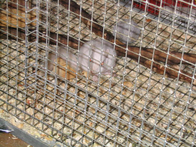 goats 008.jpg