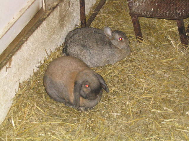 goats 009.jpg