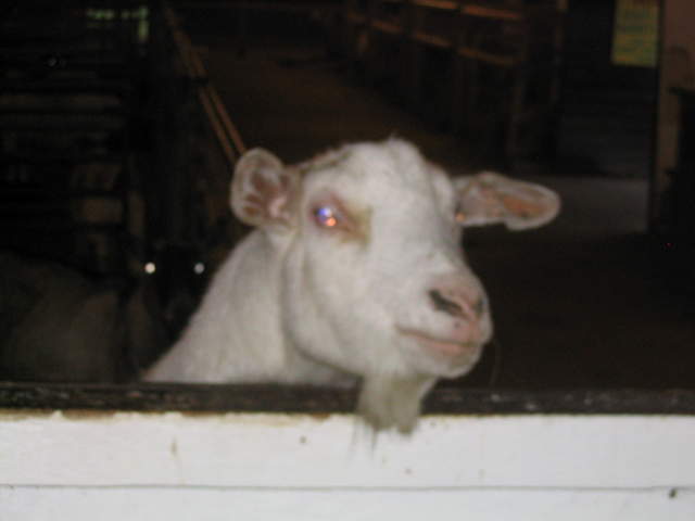goats 010.jpg