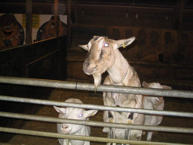 goats 011.jpg