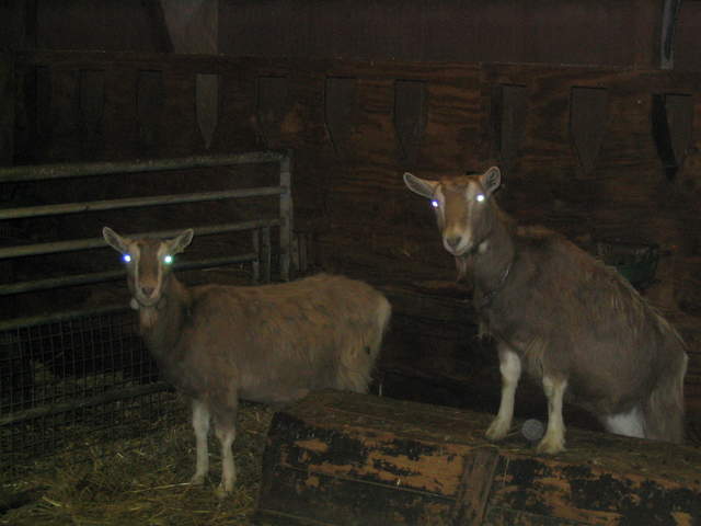 goats 014.jpg