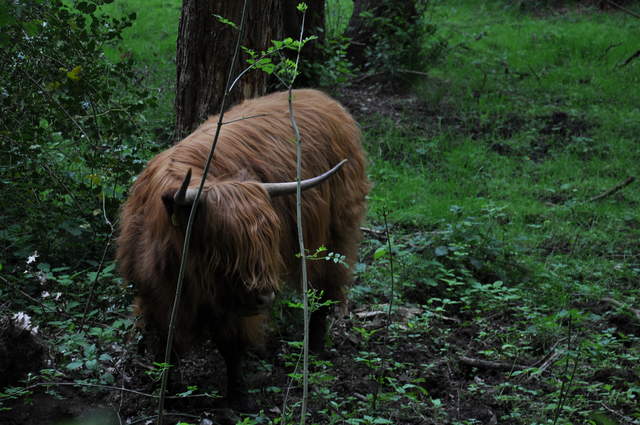 DSC_0285.JPG