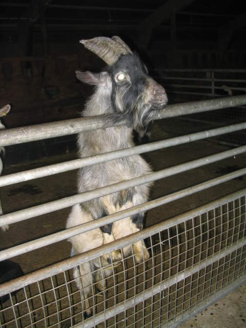 goats 015.jpg