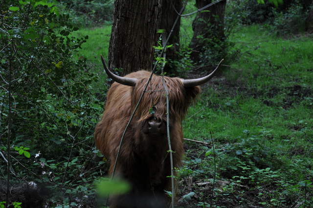 DSC_0294.JPG