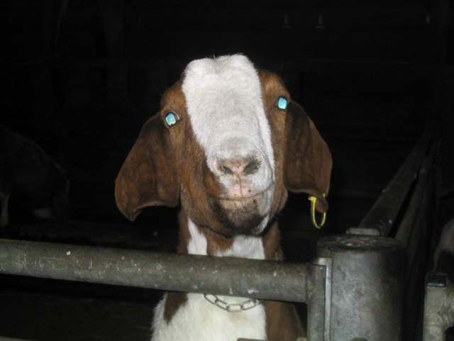 goats 016.jpg