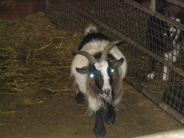 goats 017.jpg