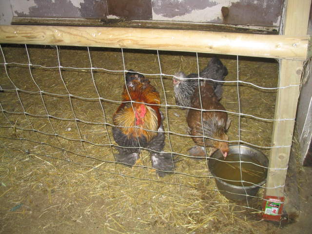 goats 018.jpg